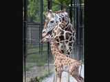 'Hope' the giraffe born in New Orleans amid pandemic