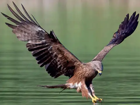 Black kite (Milvus migrans)