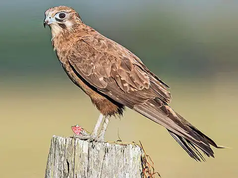 Brown falcon (Falco berigora)