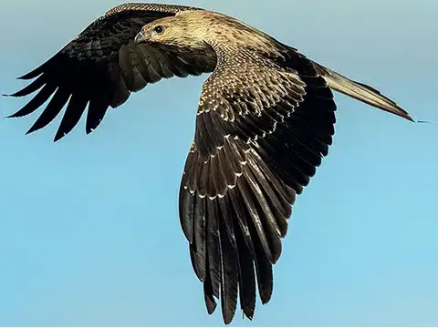 Whistling kite (Haliastur sphenurus)