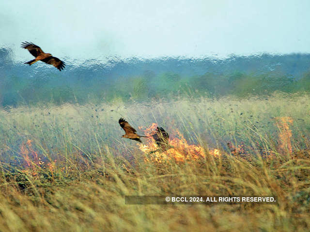 Can raptors make wildfires worse?