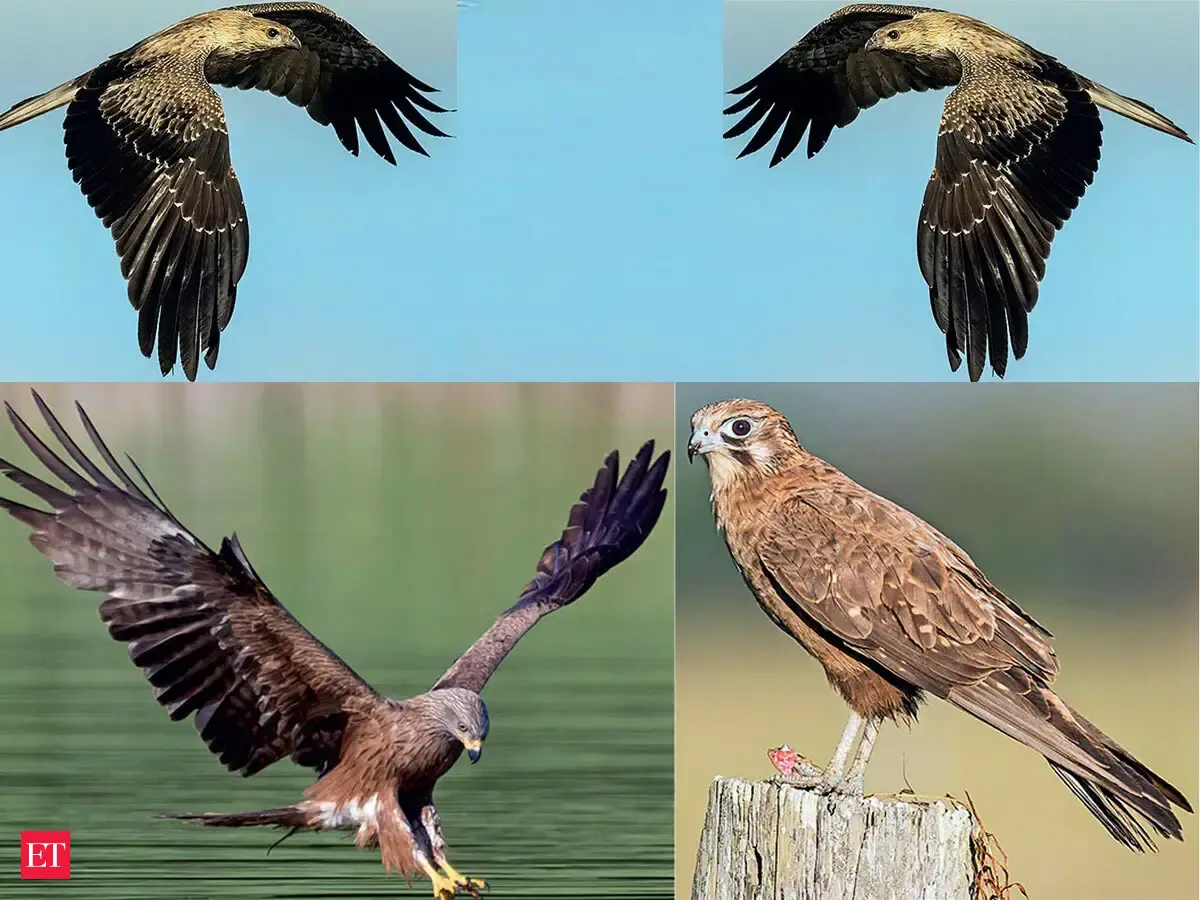 Who are firehawk raptors and how can they make wildfires worse ...