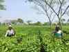 Tea production to decline by 90-95 million kg in 2020: ICRA