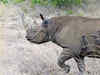 Extinction Watch: How African Black Rhino came back from extinction