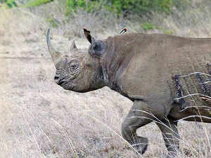 Rhino---Agencies