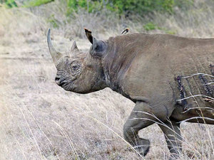 western black rhinoceros extinct facts