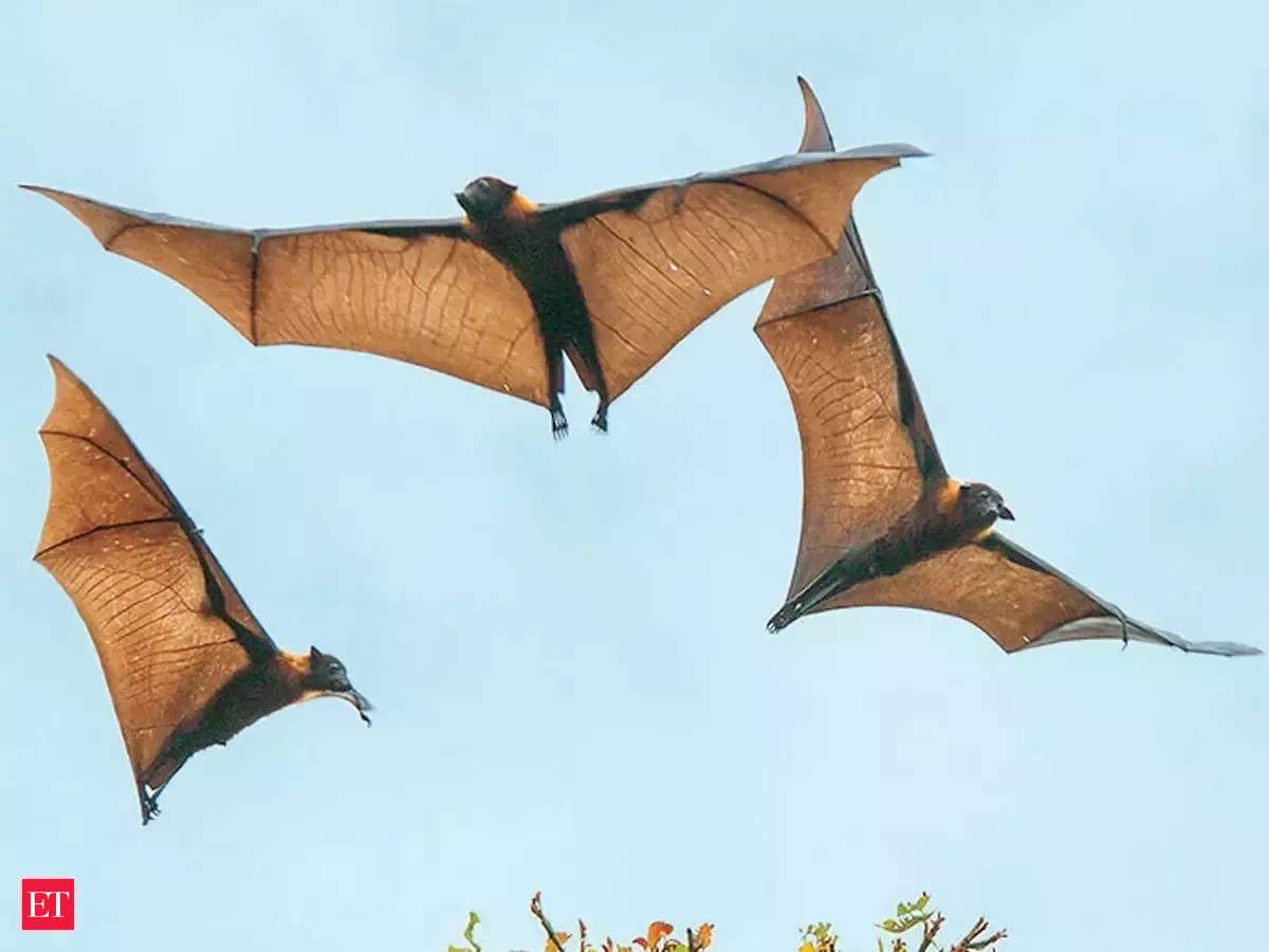 ICMR study finds presence of 'bat coronavirus' in two Indian bat species -  The Economic Times