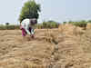 Govt sets record foodgrains production target
