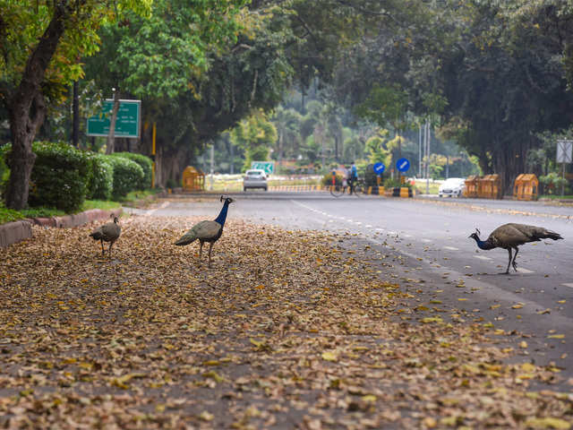 ​Peacocks