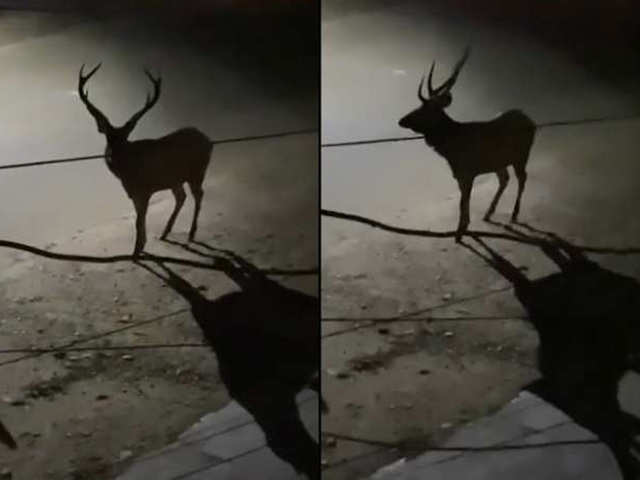 ​Deer