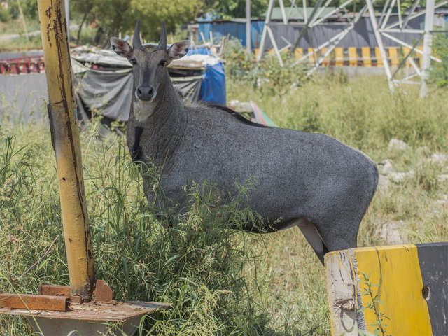 ​Nilgai