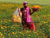 Jammu & Kashmir flower bloom fades away in lockdown