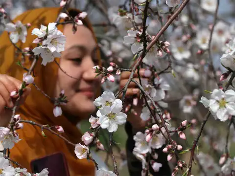 Blooming almond orchards