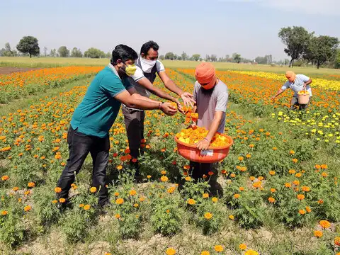 Turning to flower cultivation