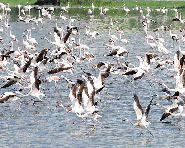 Watch A Big Flock Of Flamingos Spotted In Navi Mumbai The
