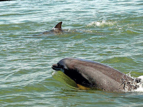 Dolphins Have Been Spotted Playing In Mumbai, All Thanks To Mumbaikars  Staying Home.