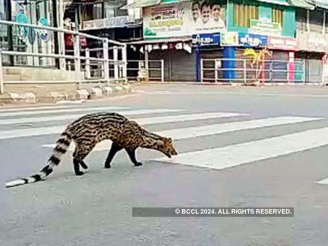 Civet Takes a Zebra Crossing