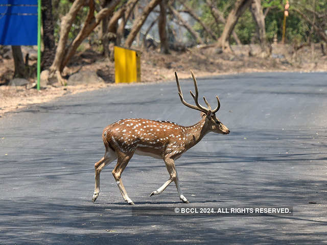 Spotted, Deer in Tirupati
