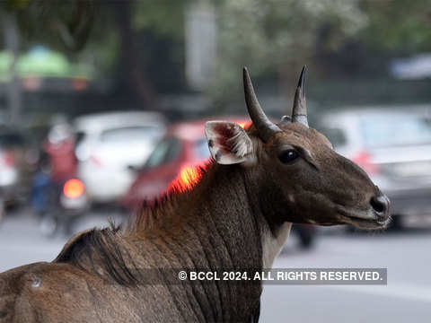 Lockdown effect: Gangetic dolphins spotted at Kolkata ghats after