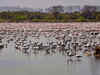 Migratory flamingos flock to Navi Mumbai
