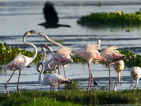 About the migratory bird