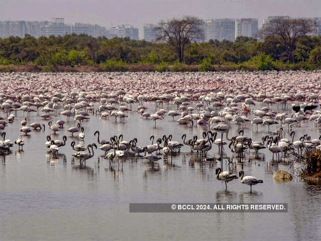 Flamingos throng Mumbai