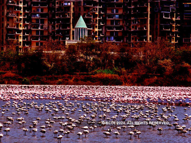 Flamingos paint Mumbai 'pink'