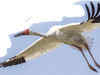 Siberian crane: The species may vanish & why