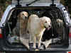Four-legged friends to save the world? Dogs could help detect virus, canines are being trained to sniff out Covid-19