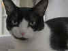 2 New York cats are first in US with Covid-19 diagnosis