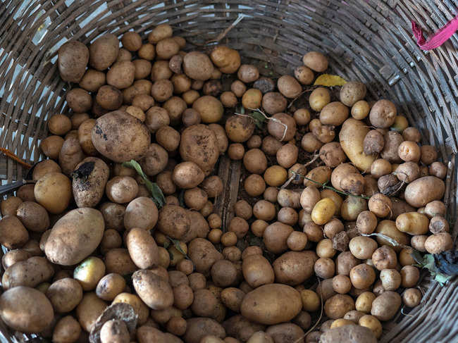 Faced with a potato glut in Punjab in 2015, it may be recalled that the then-chief minister had directed that government-supplied meals should be aloo-cated more spuds.