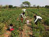 Kharif seed sales likely to fall 20%