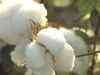 Expect 15-20% shortage of BT cotton seeds: Shilpa Divekar, Monsanto