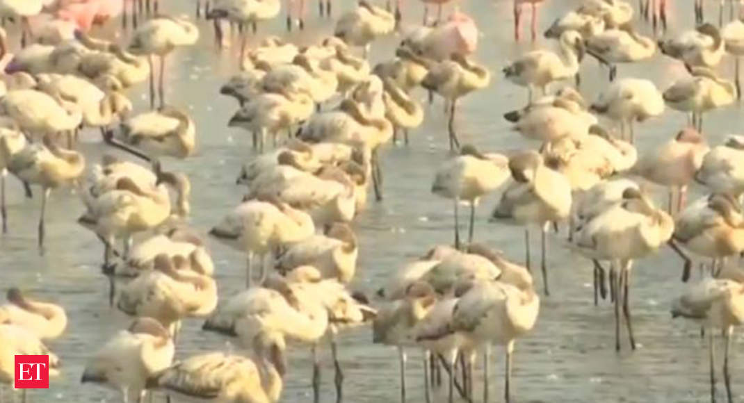 Watch Flamingo Birds Turn Mumbai City Pink Amid Lockdown Blues