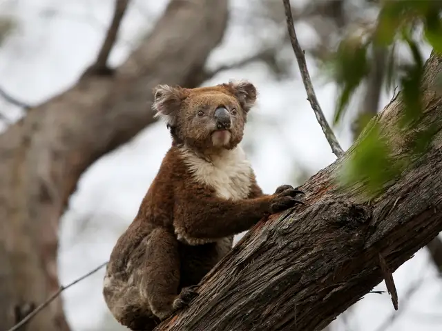 How Do Koalas Drink Not The Way You Might Think Mystery About Koala The Economic Times