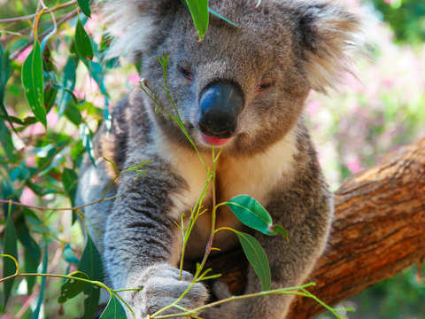How do koalas drink? Not the way you might think - ​Mystery about koala |  The Economic Times