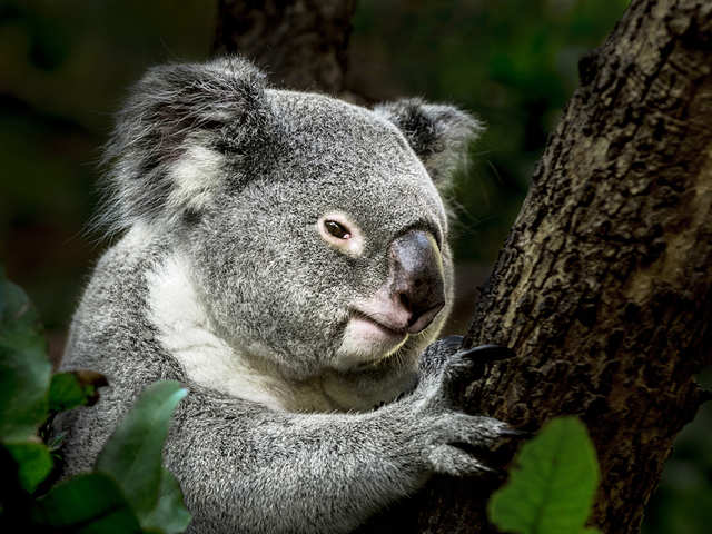 How Do Koalas Drink Not The Way You Might Think