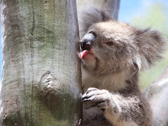 ​Mystery about koala