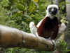 Extinction Watch: This Lemur is marked for death