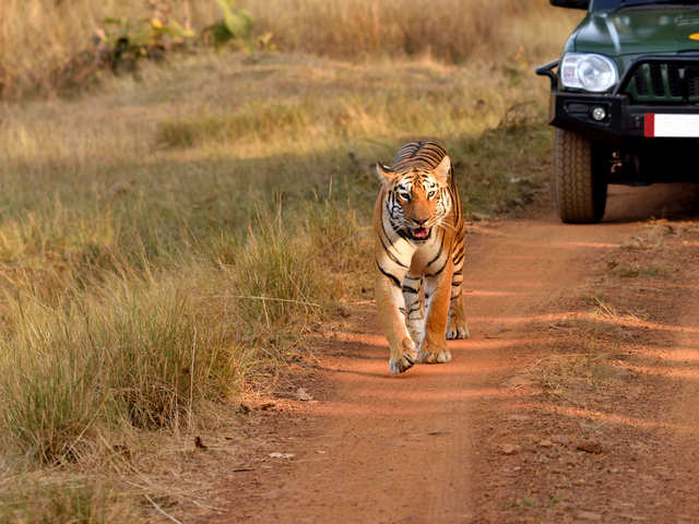 ​Tiger conservation