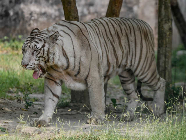 Sundarban Tigers Come Out To Play During Lockdown Tigers Find Lockdown Grrreat The Economic Times