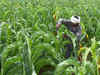 Lockdown: Tobacco farmers seek rescue package, say crop worth Rs 4,400 cr lying unsold