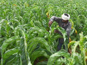 tobacco-farming-bccl