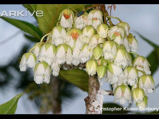 Bois Dentelle​ is a flowering tree known for its sprays of long white, bell-shaped flowers.​