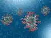 No herd immunity