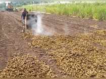 Karad: A farmer dries turmeric after boiling them, at Vadgaon village in Karad, ...