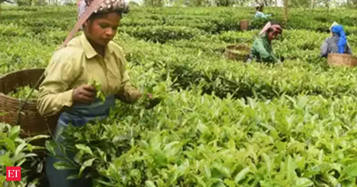 Adverse weather compounded covid-19 crisis for tea - The Economic Times