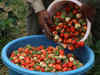 Strawberry sales take a beating during COVID-19 crisis