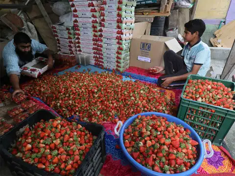 Seasonal fruit