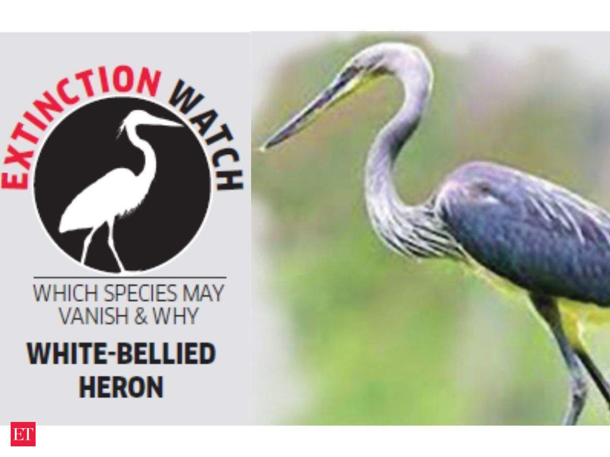 White-bellied Heron: Extinction Watch: Solitary in nature, very ...